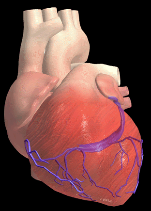 Heart Structure